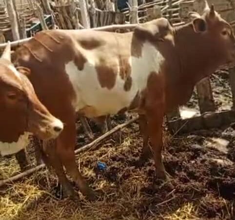 FÊTE DE TABASKI      Le Secrétaire Exécutif du HCNLS offre des bœufs aux PVVIH 