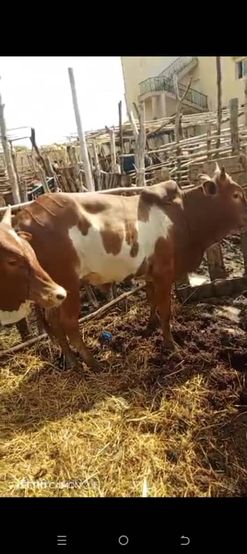 FÊTE DE TABASKI Le Secrétaire Exécutif du HCNLS offre des bœufs aux PVVIH