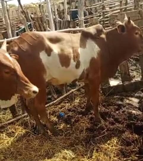 FÊTE DE TABASKI      Le Secrétaire Exécutif du HCNLS offre des bœufs aux PVVIH 